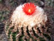 Parodia_procera.